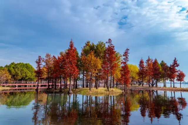 I declare the most beautiful autumn scenery in Wuxi is here!