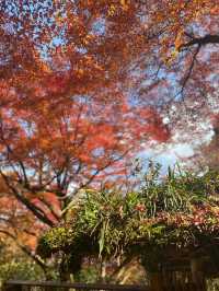 岚山寶嚴院紅葉是炸裂般存在