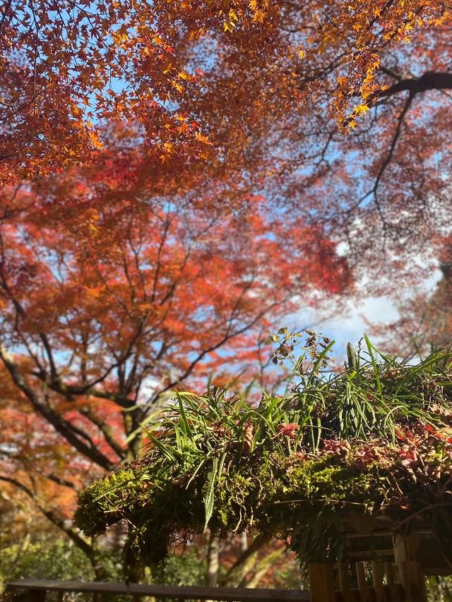 岚山寶嚴院紅葉是炸裂般存在