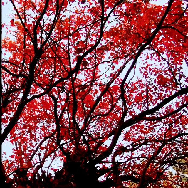 鄭州周邊遊免費賞紅葉看日落的好地方