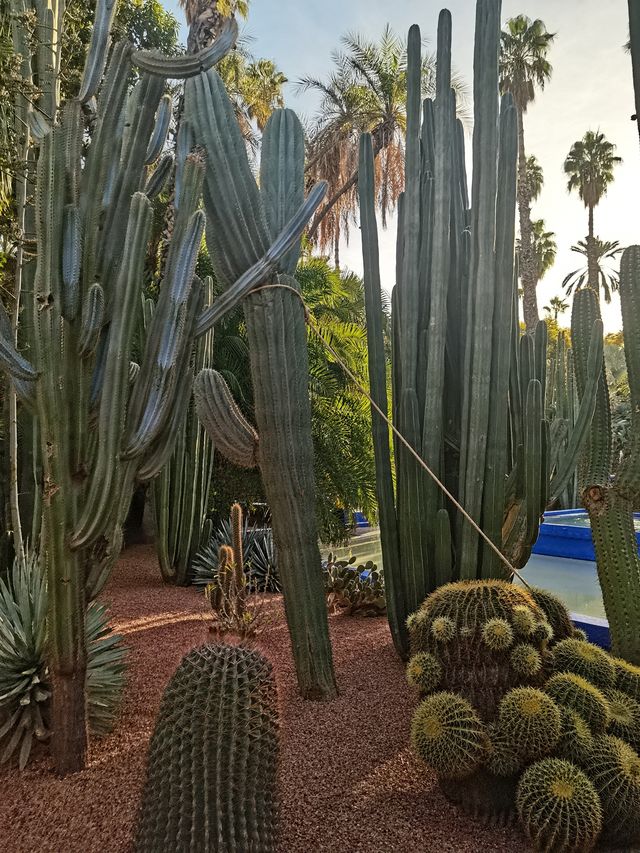 馬拉喀什馬約爾花園