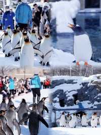 看雪中企鵅散步，在旭川最高建築俯瞰雪後浪漫旭川！