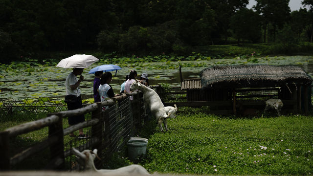 靜聽風鳴～崇明東灘濕地公園