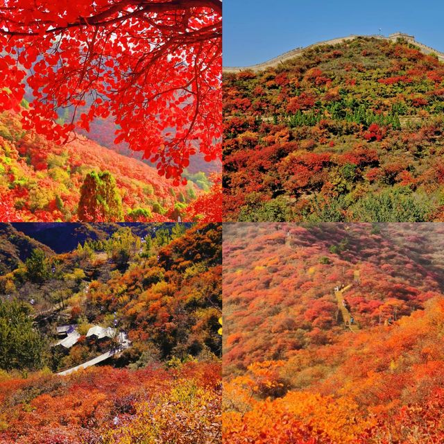 八達嶺紅葉嶺