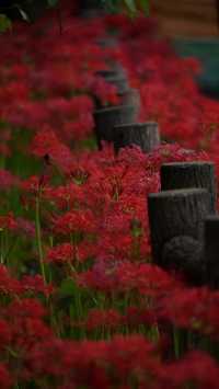 【就愛逛公園】巾著田彼岸花公園：500萬曼珠沙華驚艷絕美