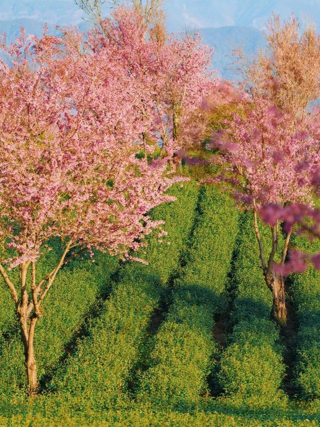 為了這片冬日限定的花海，我特意飛了一趟大理