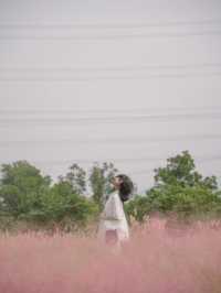 深圳秋日粉黛花海浪漫在山野
