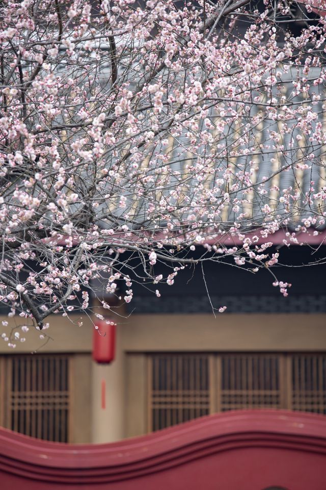 成都超有氛圍感梅花觀賞地｜青羊宮