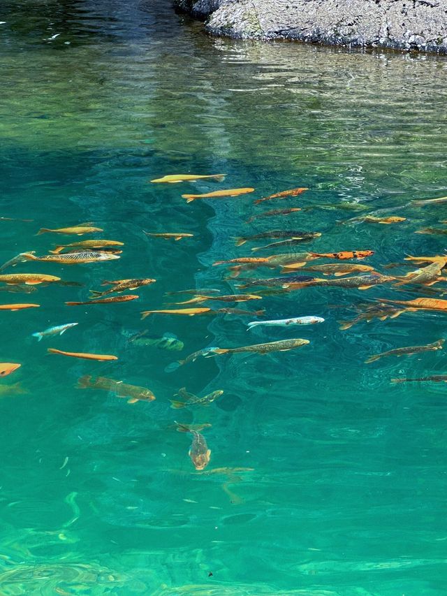 浙江仙居淡竹休閒谷嬉戲玩水的好去處
