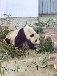 即是說，只有在西安才能看到這棕色的大熊貓
