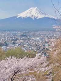 東京·富士山賞櫻一日遊