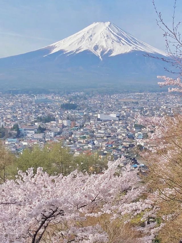 東京·富士山賞櫻一日遊