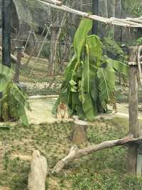 在武漢·武漢動物園新手入園攻