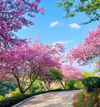 自駕遊必去！探索永福櫻花園，福建的粉色秘密花園！