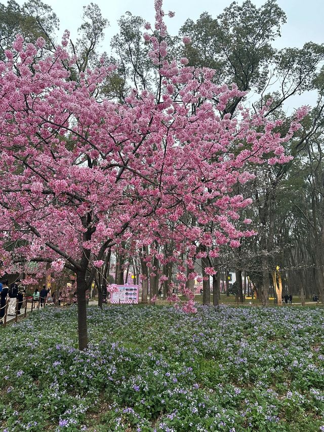 來武漢一定看一下春天裡的櫻花