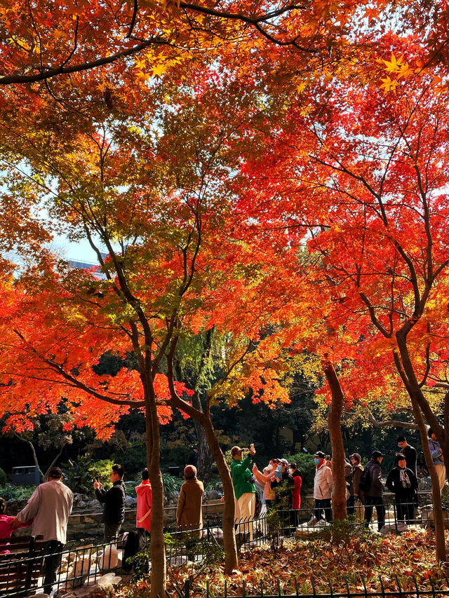 魔都打卡@魔都秋日大賞之魯迅公園