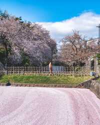 🌸 昨年の弘前公園の桜は美しかったです。