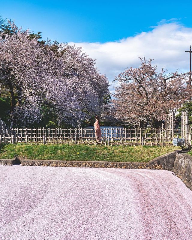 🌸 昨年の弘前公園の桜は美しかったです。