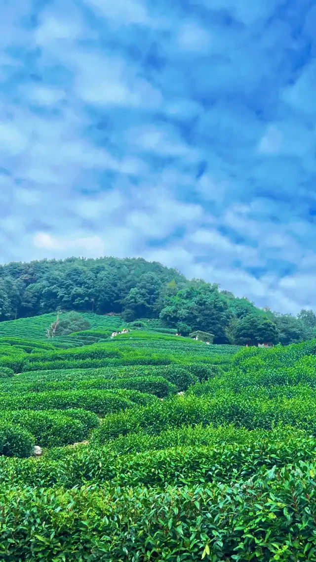 สำรวจเส้นทางเดินเท้าที่หมู่บ้าน Longjing ในหางโจว และปลดล็อกเส้นทางที่สวยงามถึง 5 เส้นทาง