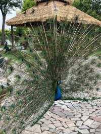 上海野生動物園值不值得去