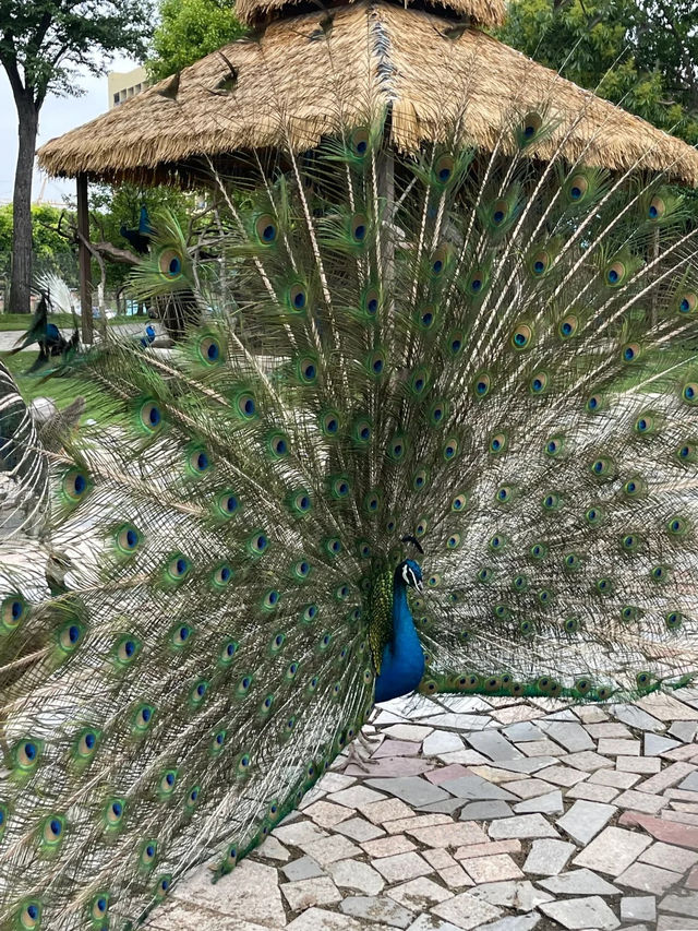 上海野生動物園值不值得去