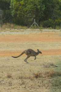 運氣太好啦，居然在南澳大利亞遇到野生考拉