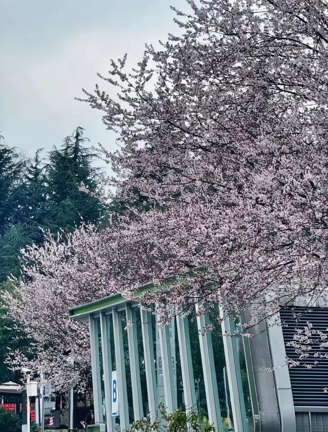 貴陽一觀山湖邊，聽風聽雨聽小管家