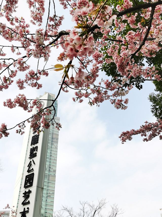 春日顶流的靜安雕塑公園櫻花季