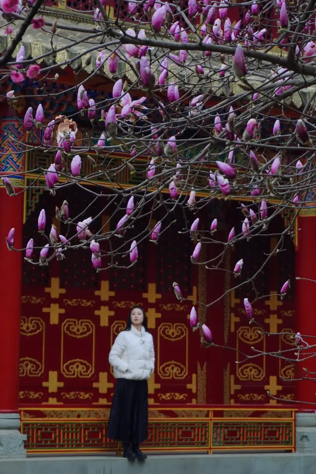 Magnolia flowers are blooming in the ancient temple of a thousand years, where you can also take photos, walk with children, and see plum blossom deer for free