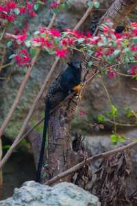 特種兵出行 紅山動物園追星杜杜成功