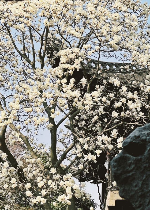 揚州何園的白玉蘭，驚豔了整個春天！