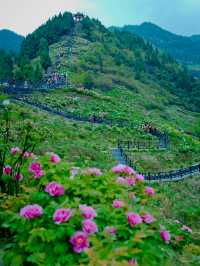 偶遇滿山的牡丹花正值花期~叢林探險親子出行