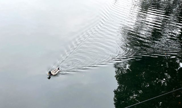 Originally, there are so many egrets in Liuhua Lake Park in Guangzhou ...