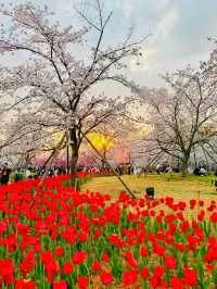 春日賞花去東湖｜東湖賞花去磨山