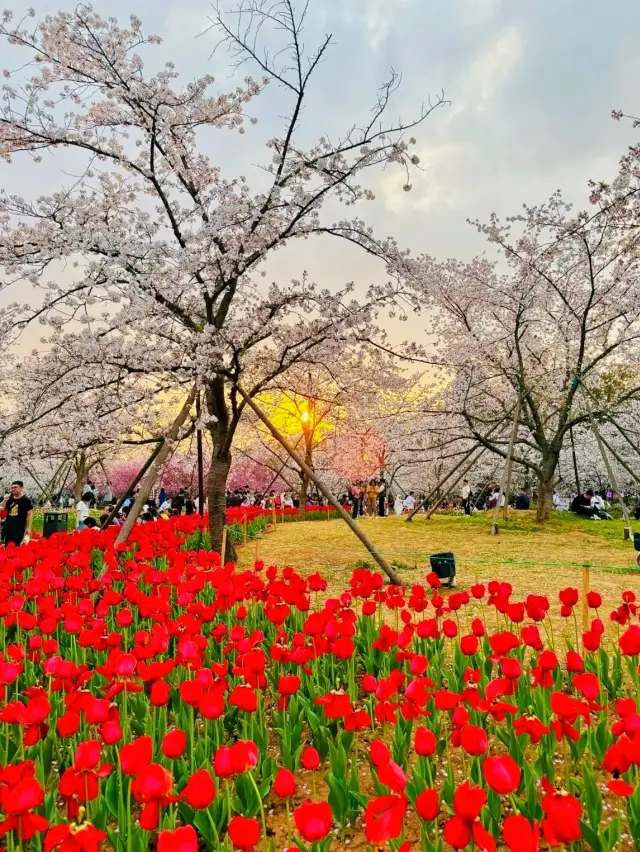 Visit East Lake to enjoy the flowers in spring | Head to Moshan for cherry blossom viewing at East Lake