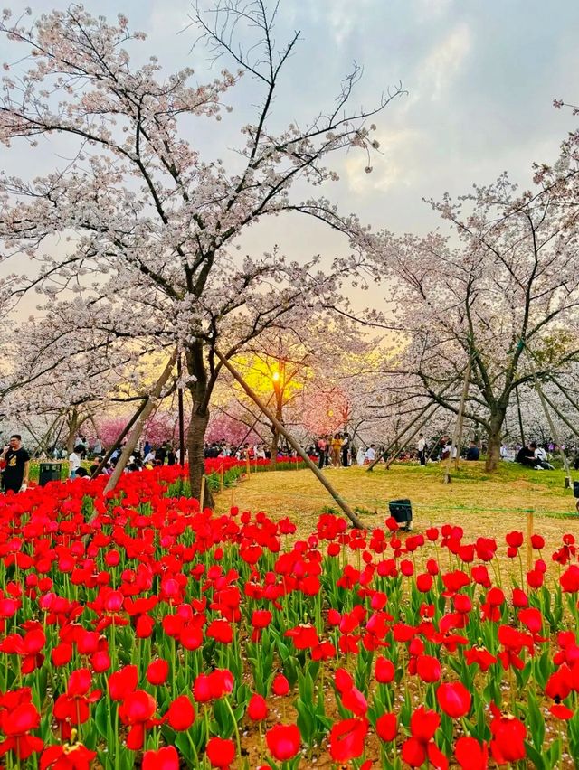 春日賞花去東湖｜東湖賞花去磨山