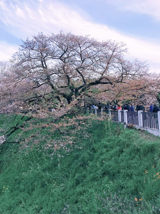 去公園吧！千鳥淵迷人櫻花隧道