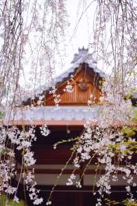 京都賞櫻｜美美的垂櫻就在本滿寺