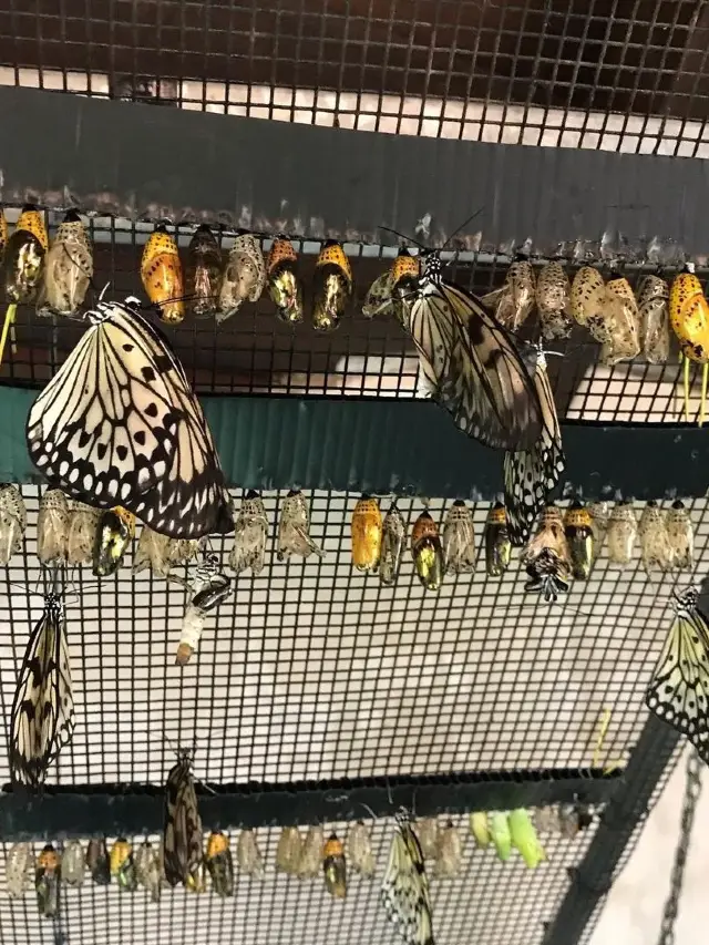 Graceful Butterfly Dance, Insect Wonderland"—Singapore Butterfly Park & Insect Kingdom