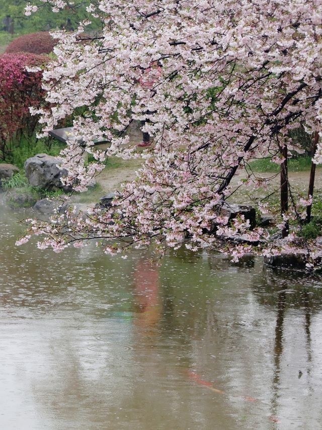 武漢|赴一場東湖櫻花園的春日之約