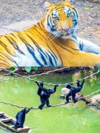 逛完一天的野生動物園後，不必走回頭路