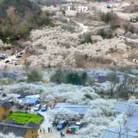 廣東這個宛如雪鄉的千畝梨花谷，花正盛開中  陽山水浪花谷