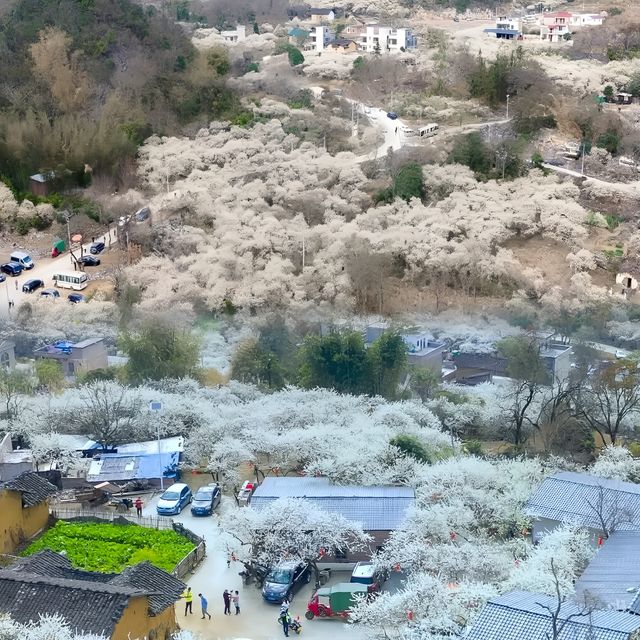 廣東這個宛如雪鄉的千畝梨花谷，花正盛開中  陽山水浪花谷