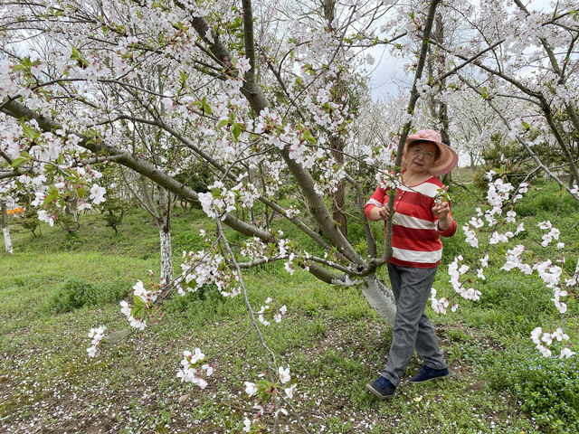 上海海灣國家森林公園四月櫻花季