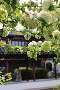 芳菲四月的曾趙園