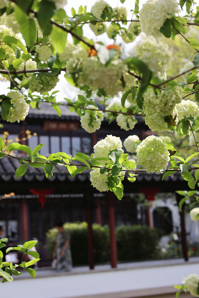 芳菲四月的曾趙園 芳菲四月的曾趙園