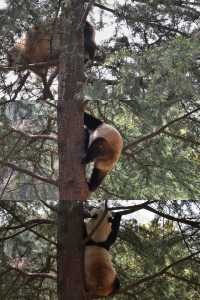 陝西丨西安秦嶺野生動物園看攻略