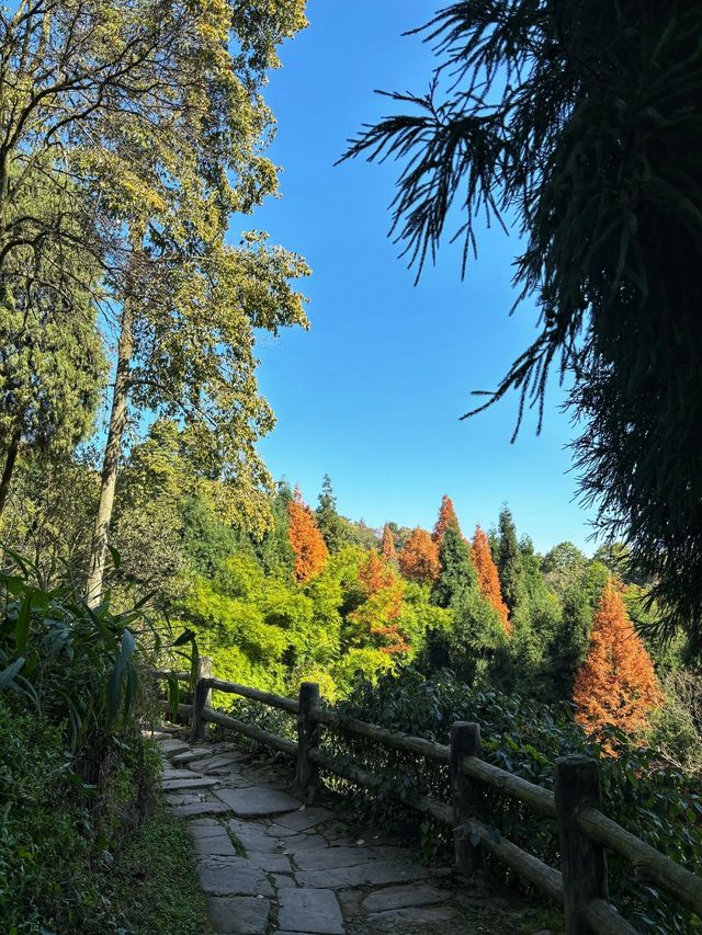 牡丹花下也風流，是洛陽的牡丹高雅，還是景山的風雅！