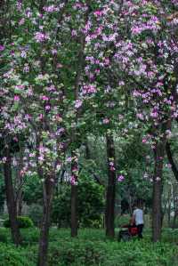 佛山周末去哪玩？姹紫嫣紅的亞藝公園真養眼