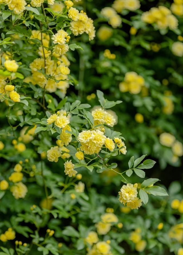 木香花開成瀑布